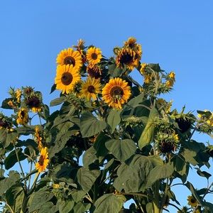 Meet your Posher, Stacy